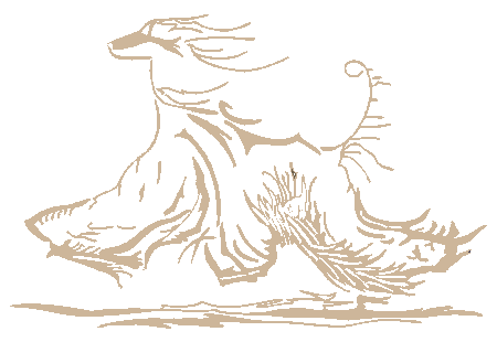 back to Hashirin&acute;s site